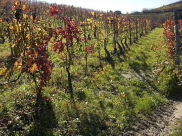 Autumnal nebbiolo vineyards